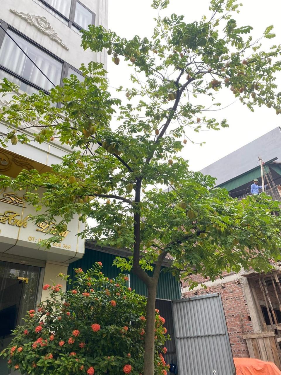 Nha Nghi Anh Dung Bed and Breakfast Χα Λονγκ Εξωτερικό φωτογραφία