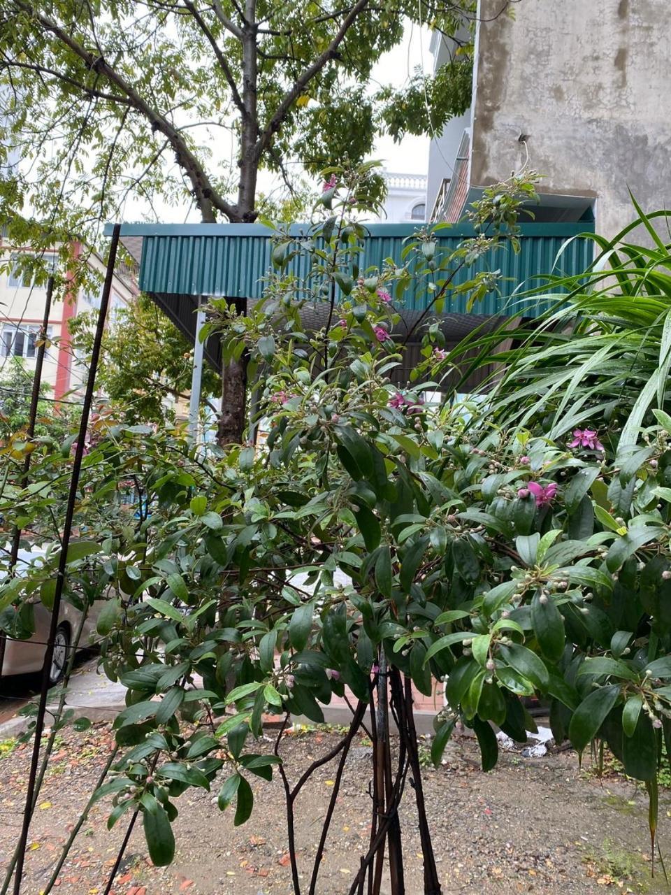 Nha Nghi Anh Dung Bed and Breakfast Χα Λονγκ Εξωτερικό φωτογραφία